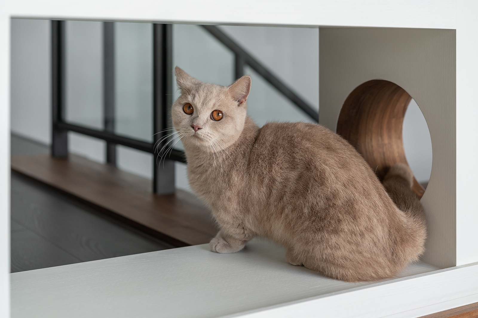 室內設計大獎 │《花境如詩》艸田李室內裝修設計 黃惠婷 設計盒子DESIGN BOX 6