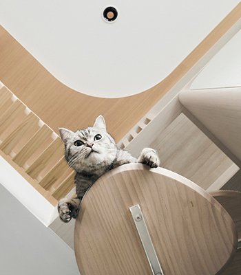 協助報名國際獎項  │《貓宅共生》奈子光空間設計 林宜靜 —— 榮獲美國MUSE設計獎 – 金獎